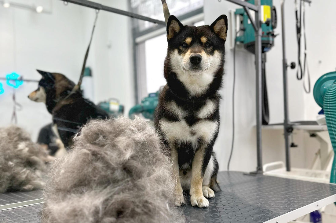 5 Signs Your Dog Needs a Spa Day