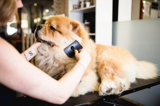 Benefits of Mobile Grooming for Ocala’s Busy Pet Parents