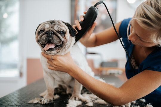 How to Prepare Your Dog for Their First Grooming Appointment?