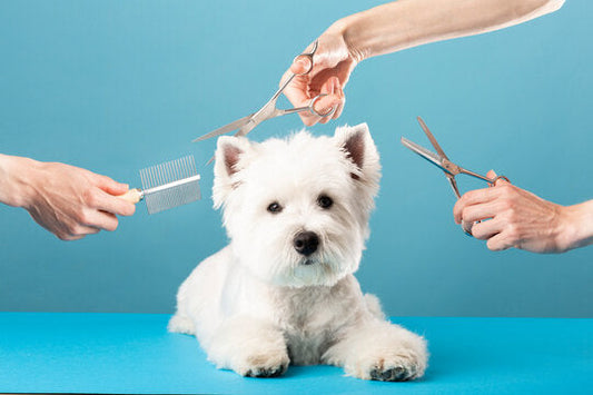 How Often Should You Groom Your Dog? Vet-Approved Advice