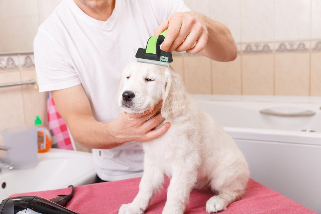 Ways to Upgrade Your Pet’s Life with Best Groomers & Boutiques
