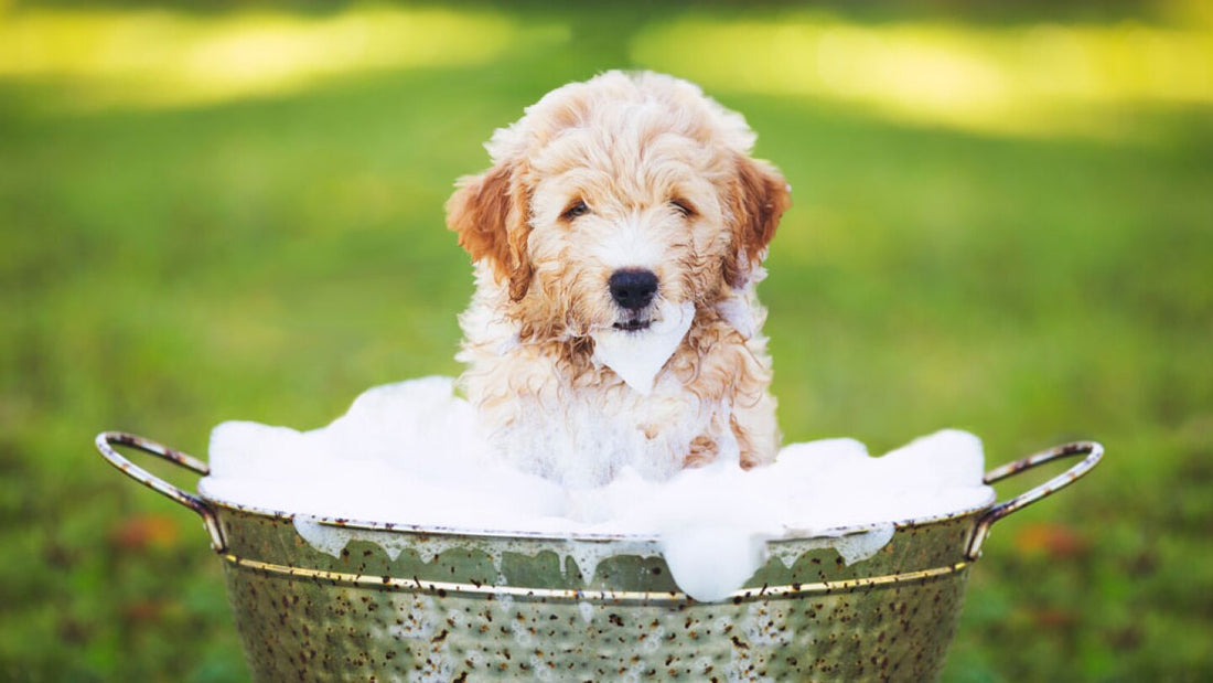 How Often Should You Treat Your Pet to a Spa Day?