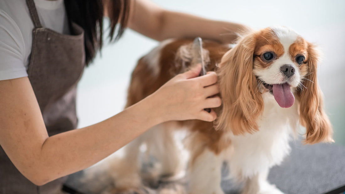 How Do You Choose the Best Pet Groomers in Marion County?