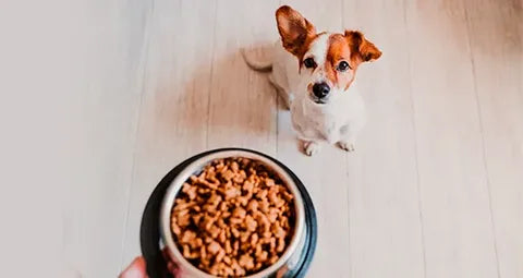 Top 5 Ingredients to Avoid in Dog Food (And Why They Matter)
