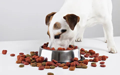 Why Your Dog Might Need Grain-Free or Limited-Ingredient Food?