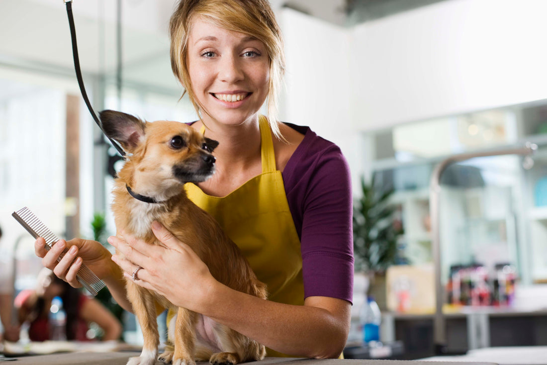 What Qualities Should You Look for in Ocala’s Best Pet Groomers?