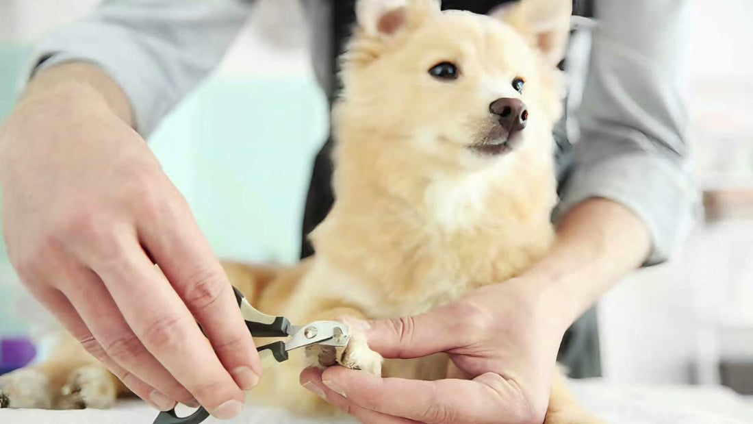 How Often Should You Trim Your Dog’s Nails in Ocala’s Climate?