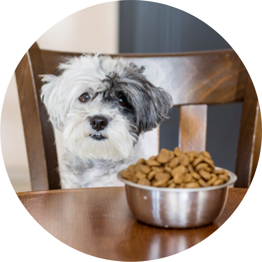 DOG FOODS