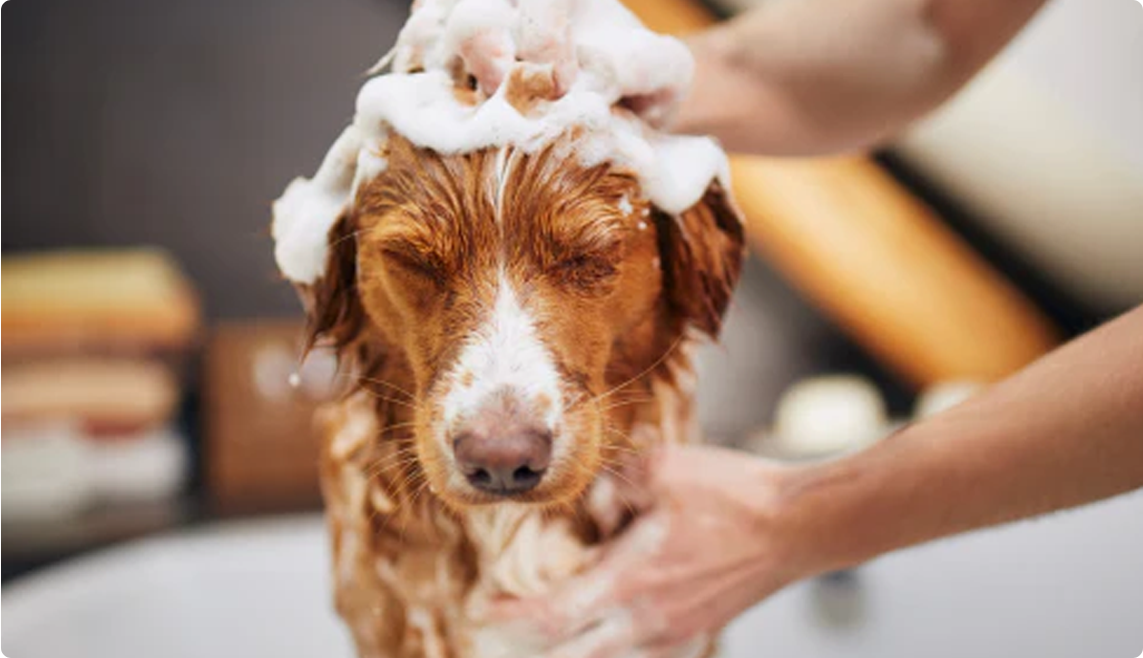 Dog SPA