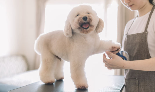 When Should You Schedule a Mini Groom for Dogs in Ocala?
