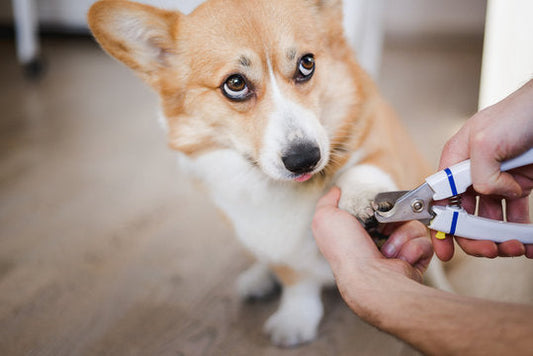 Top 7 Benefits of Regular Pet Nail Trimming