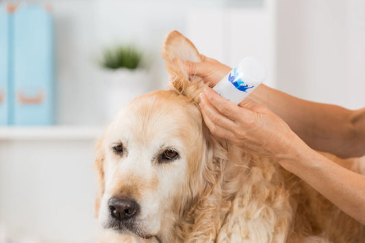 Why Dog Ear Cleaning Should Be Part of Every Grooming Session?