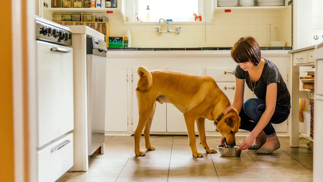 Is a Pet Spa in Ocala Worth It for Your Dog or Cat?