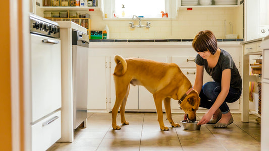Is a Pet Spa in Ocala Worth It for Your Dog or Cat?