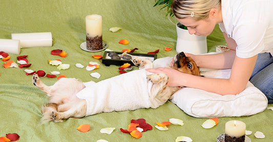 Why Is Regular Spa Care Important for Dogs in Ocala’s Climate?