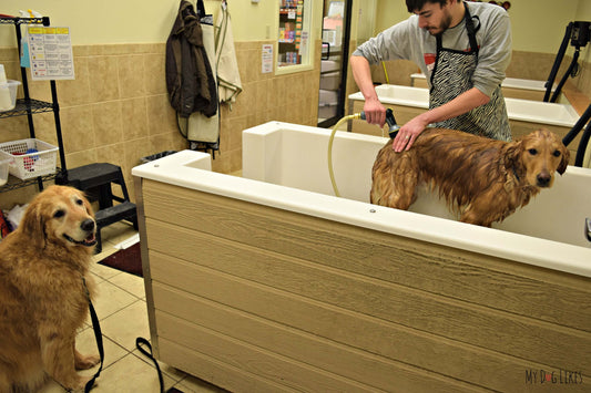 How Do You Pick Between Mobile Grooming and Spa Visits in Ocala