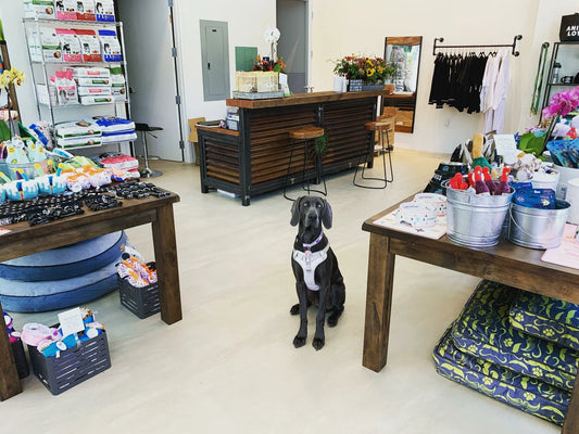 Are Premium Pet Boutiques in Ocala Worth the Extra Cost?