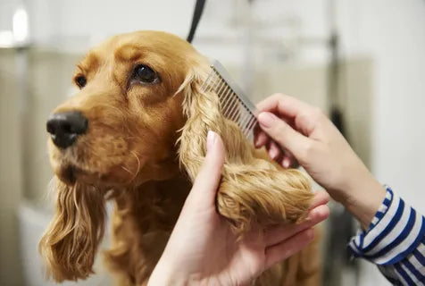 Is Mobile Grooming in Marion County Right for Your Pet?
